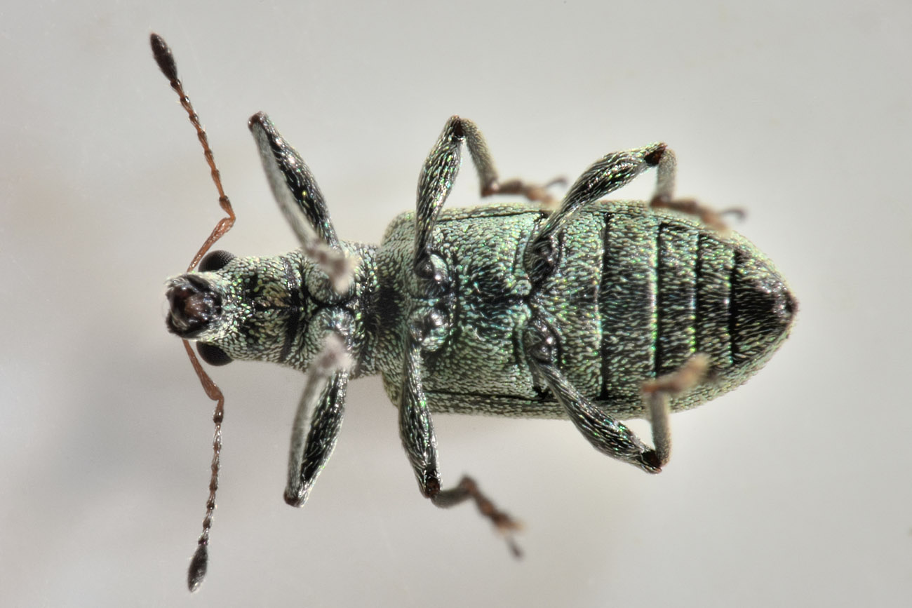 Curculionidae: Polydrusus cervinus? S.